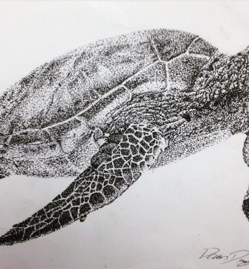 Stippled Sea Turtle (Pen & Ink)